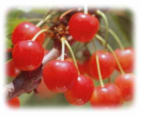 cherry1[1].jpg